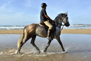 Read more about the article Horse Riding